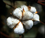 cotton