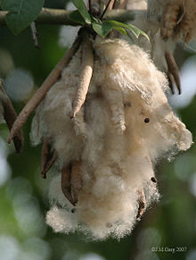 kapok pillow